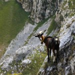 La cabra montés o íbice ibérico