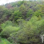 Frondoso bosque de castaños y carballos