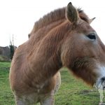 caballo Przewalski