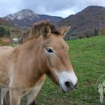 caballo Przewalski