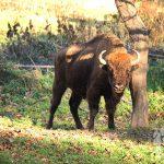 bisonte Europeo