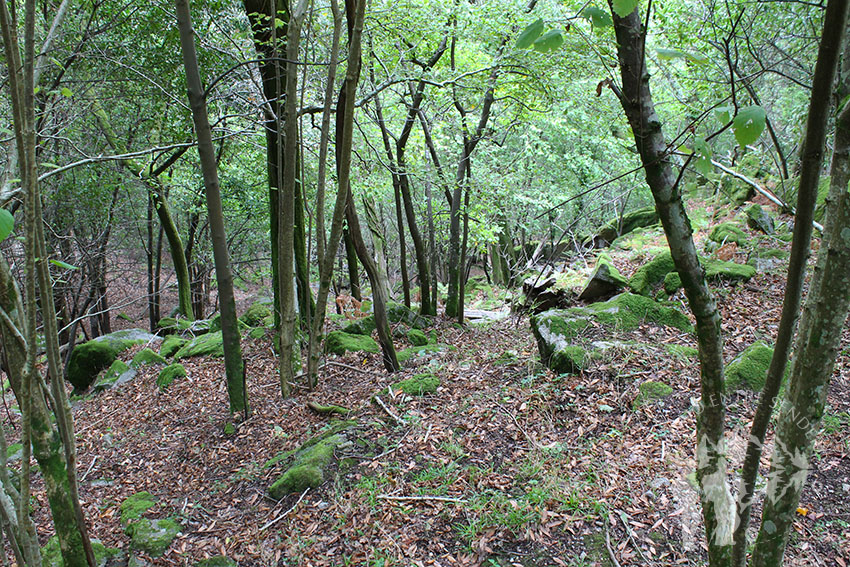 Pequeño bosque autóctono