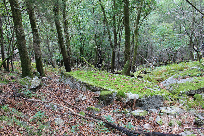 Pequeño bosque autóctono