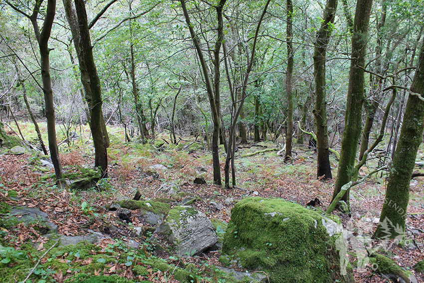 Pequeño bosque autóctono