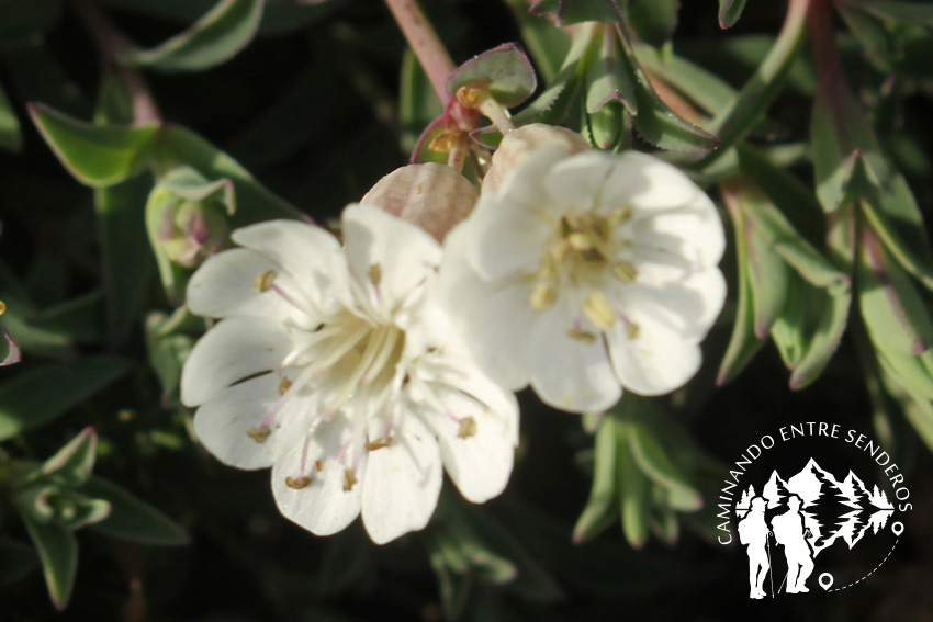 Silene uniflora o Silene marítima
