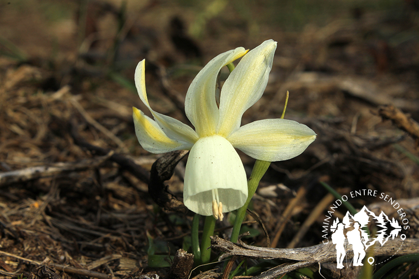 Narcissus triandus o Junquillos blancos