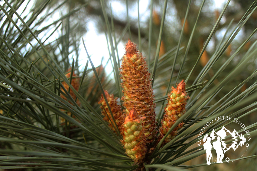 Pino marítimo (Pinus Pinaster,