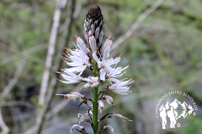 Gamón blanco o Varilla de San José (Asphodelus albus )