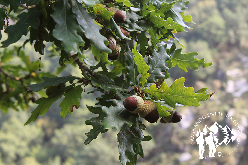 Roble Carballo (Quercus Robur)