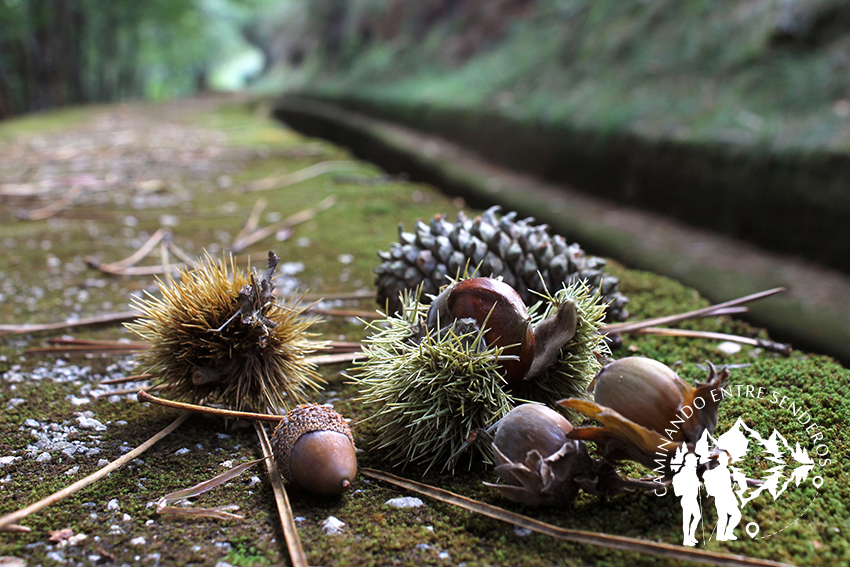 Castaña, Bellota, Piña y Avellana