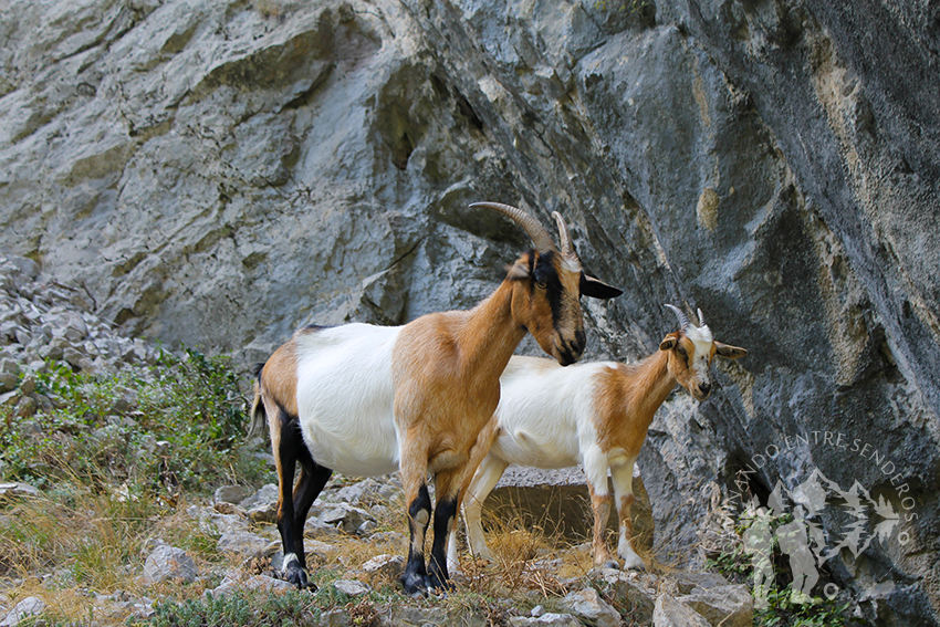 La cabra montés o íbice ibérico