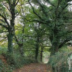 Camino de castaños