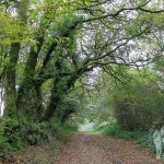 Camino de castaños