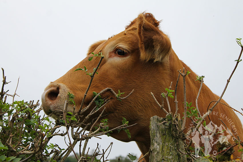 Vaca observándonos