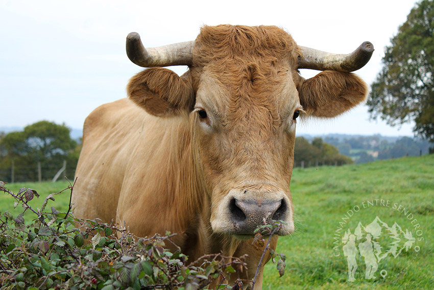 Vaca observándonos