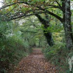 Camino de castaños