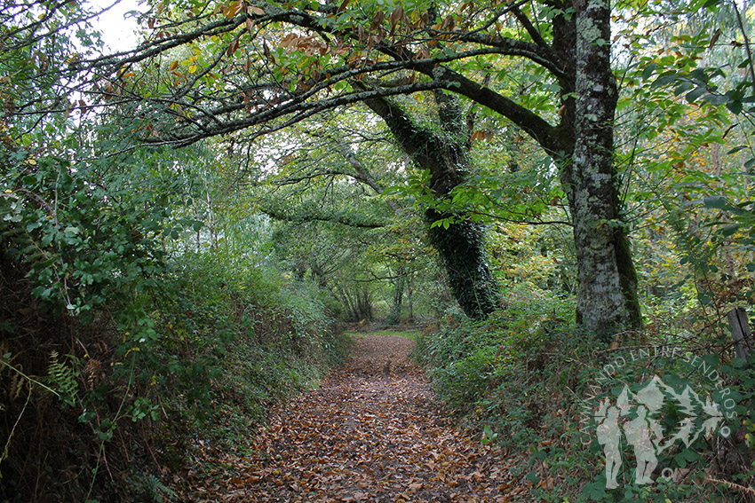 Camino de castaños
