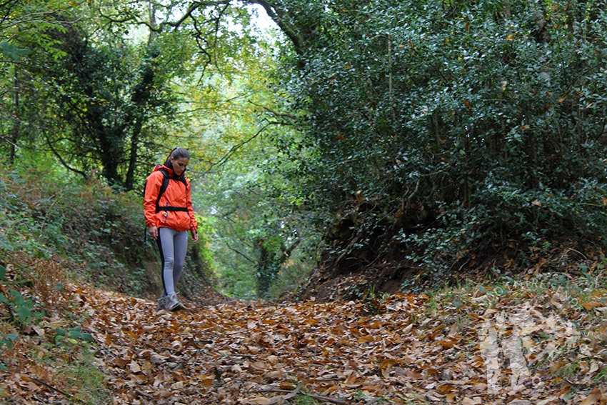 Camino de castaños
