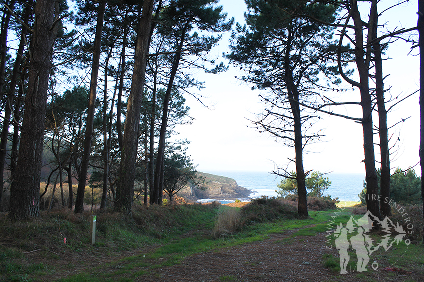 Bosque de pinos