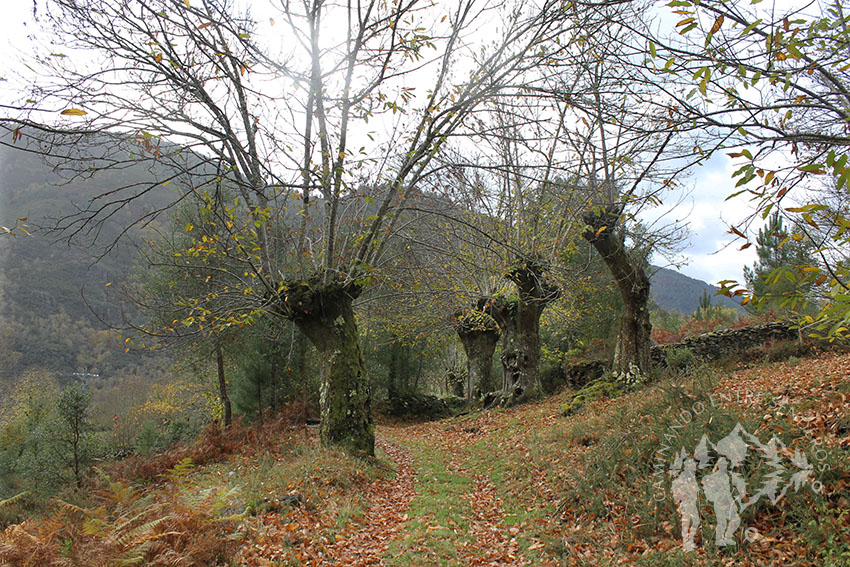 Camino de castaños hacia Froxán