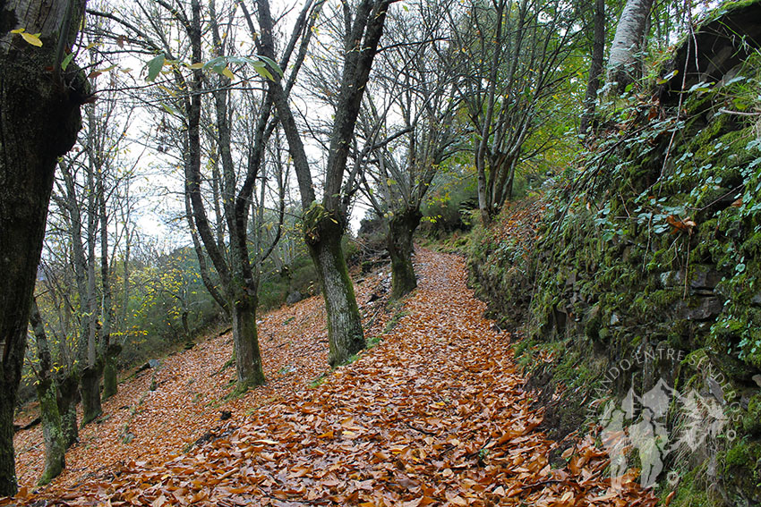 Camino de castaños hacia el Castro