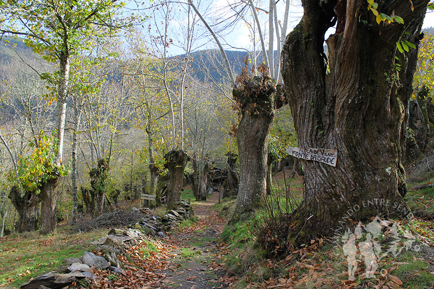 Camino de castaños hacia Vilar