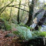 A orillas del río Eume