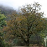 Roble portugués