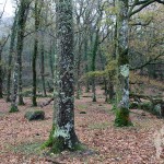 Bosque de Castaños y Carballos