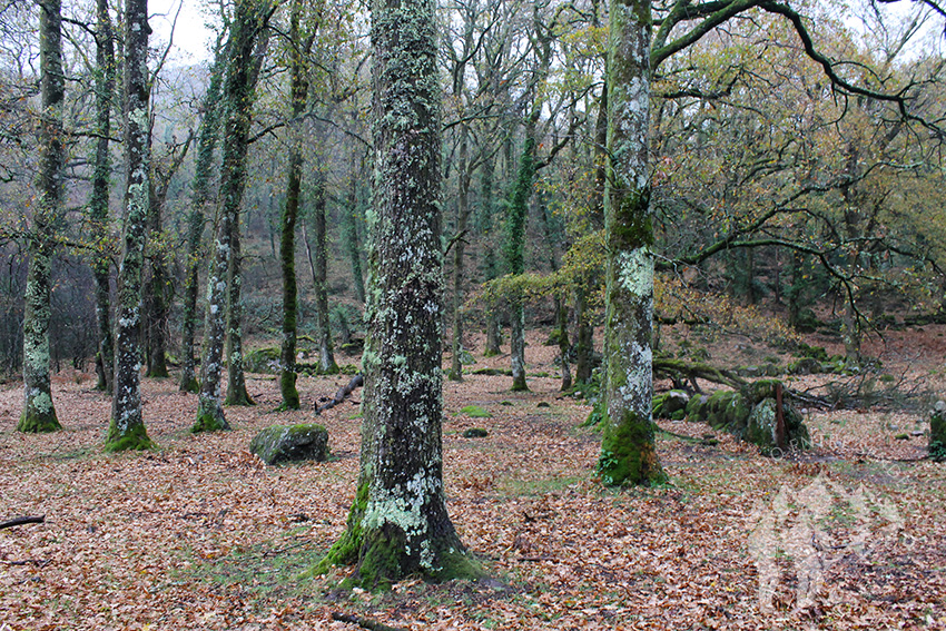 Bosque de Castaños y Carballos