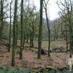 Bosque de Castaños y Carballos