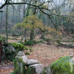 Bosque de Castaños y Carballos