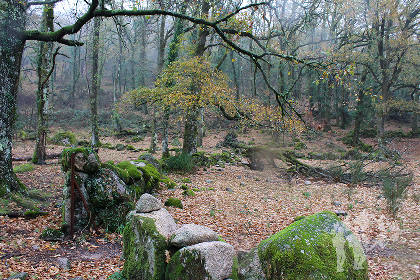 Bosque de Castaños y Carballos