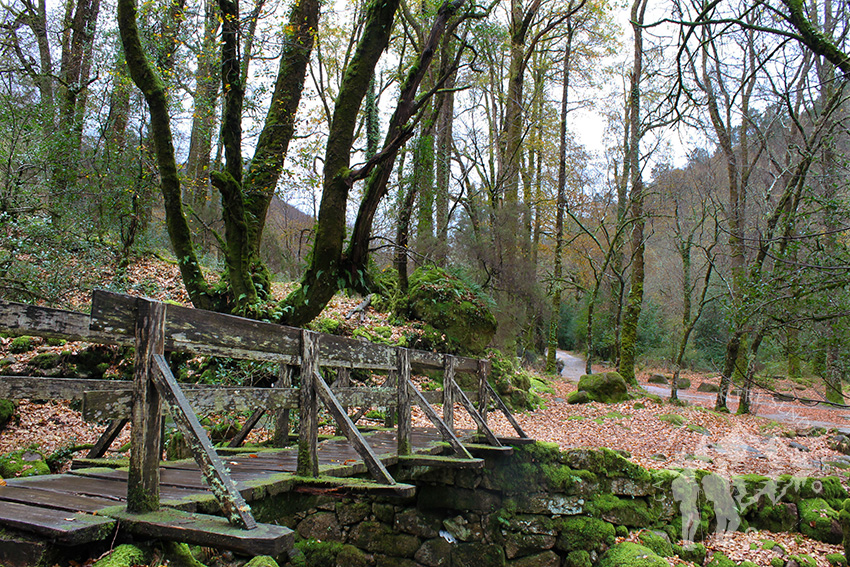 Cuarto Puente