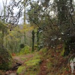 Bosque Mirador Pedra Bela