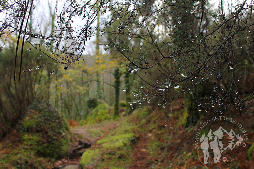 Bosque Mirador Pedra Bela