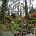 Bosque Mirador Pedra Bela