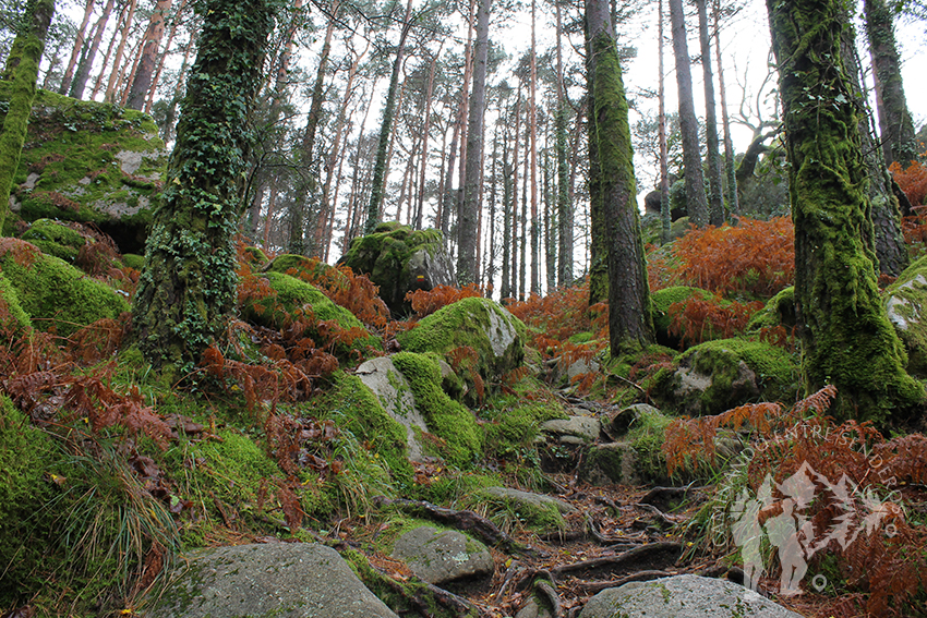 Bosque Mirador Pedra Bela