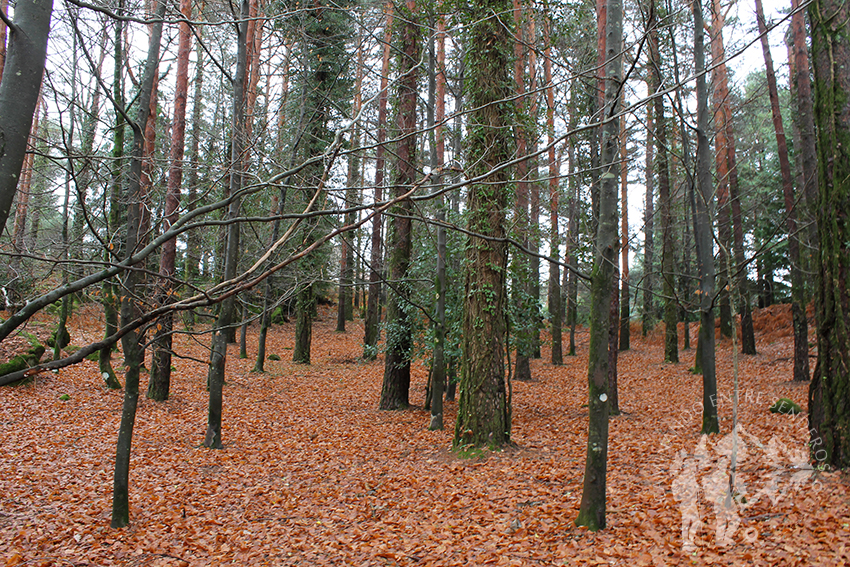 Bosque Mirador Pedra Bela