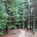 Bosque Mirador Pedra Bela