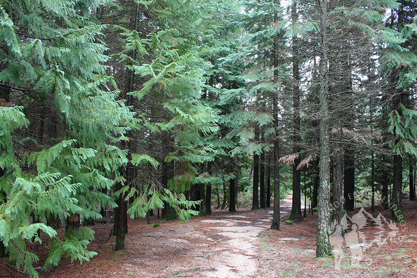 Bosque Mirador Pedra Bela