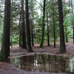 Bosque Mirador Pedra Bela