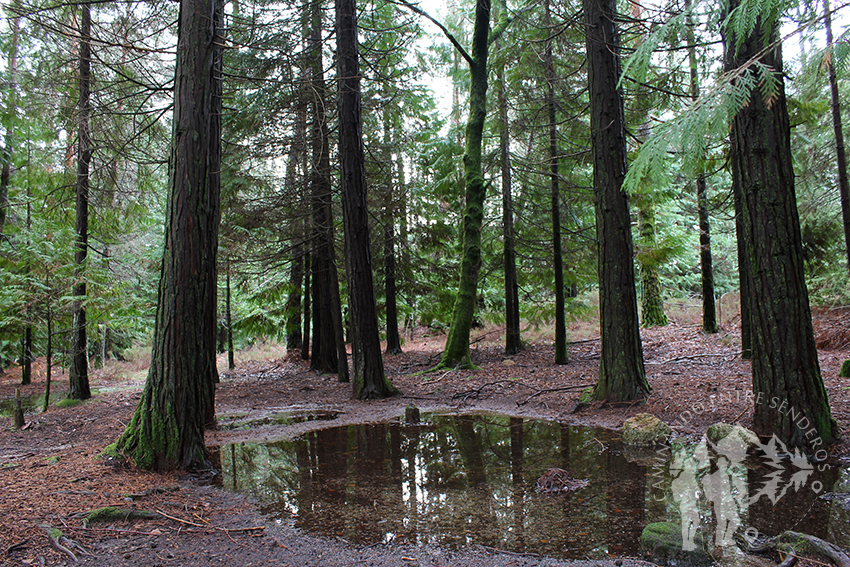 Bosque Mirador Pedra Bela