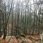 Bosque de camino a la Cascada do Arado