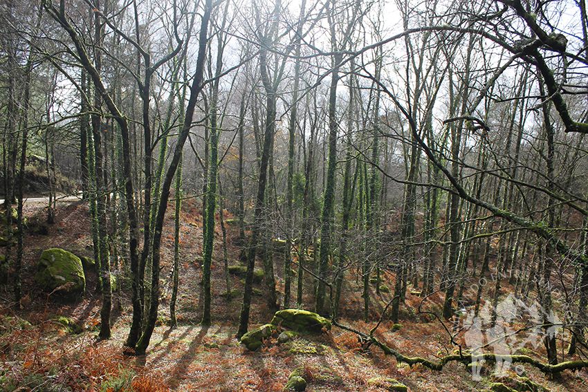 Bosque de camino a la Cascada do Arado