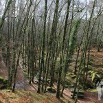 Bosque de camino a la Cascada do Arado