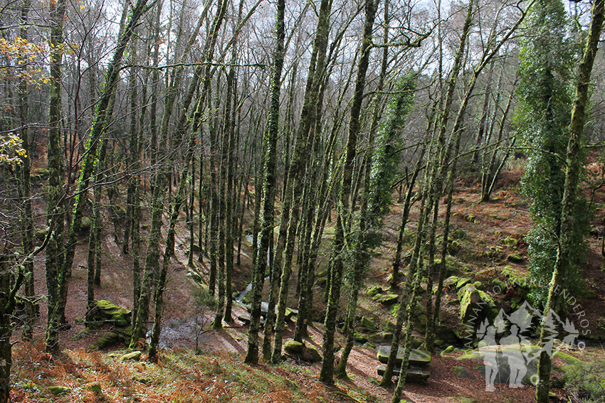 Bosque de camino a la Cascada do Arado