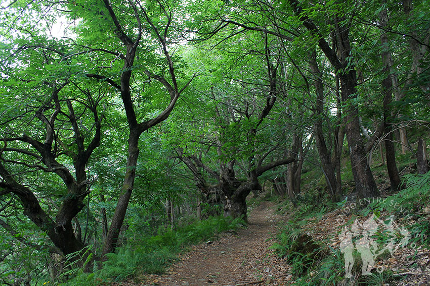 Senda Caoru (Arenas de Cabrales)
