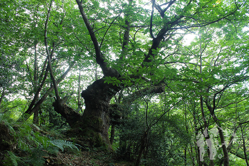 Senda Caoru (Arenas de Cabrales)