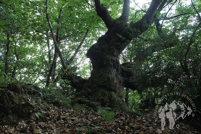 Senda Caoru (Arenas de Cabrales)